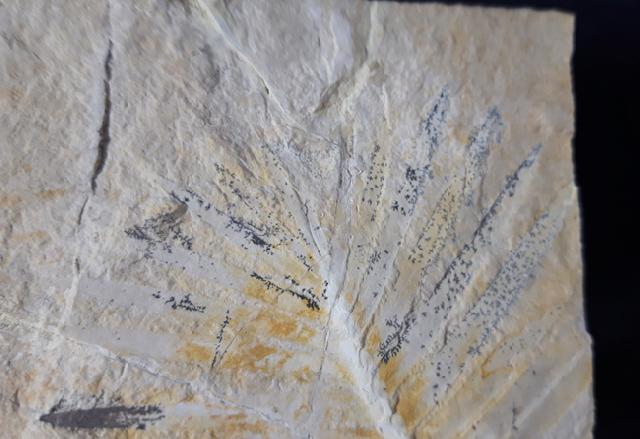 Zamites feneonis BRONGNIART - Bild &copy; FossNet FossilienStore